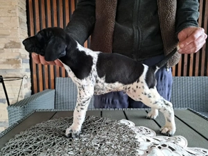 Brac german cu par scurt  - imagine 4