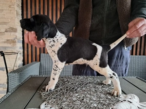 Brac german cu par scurt 