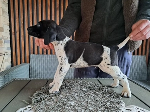 Brac german cu par scurt  - imagine 2