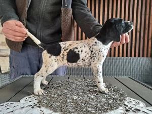 Brac german cu par scurt  - imagine 5