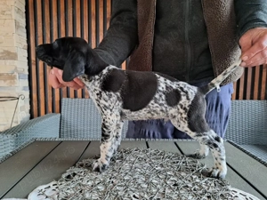 Brac german cu par scurt  - imagine 3