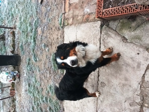 Adoptie Ciobanesc de Berna 