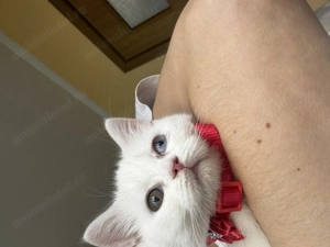 British shorthair alb