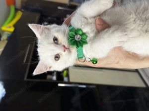 British shorthair alb - imagine 3