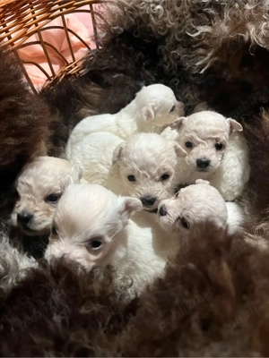 Vand 5 pui de bichon - imagine 3
