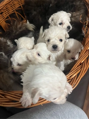 Vand 5 pui de bichon - imagine 2