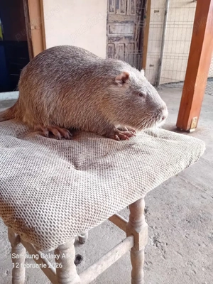 vând nutrii mascul - imagine 5