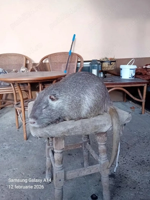 vând nutrii mascul - imagine 3