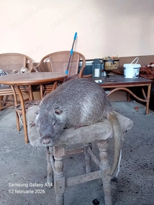 vând nutrii mascul - imagine 2