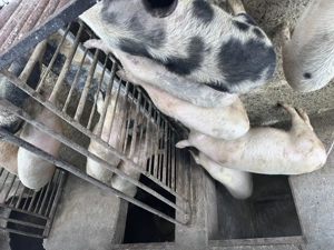 Soldani greutate intre 40-65kg - imagine 3