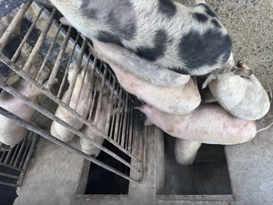 Soldani greutate intre 40-65kg - imagine 4