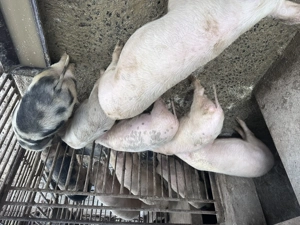 Soldani greutate intre 40-65kg - imagine 2