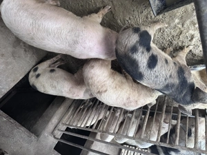 Soldani greutate intre 40-65kg - imagine 5