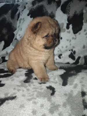 fetițe chow chow  - imagine 3