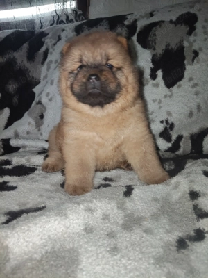 fetițe chow chow  - imagine 2