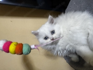 British longhair alb - imagine 2