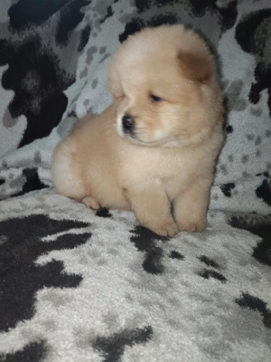 fetițe chow chow  - imagine 5