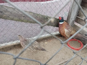 Vind păsări  - imagine 3