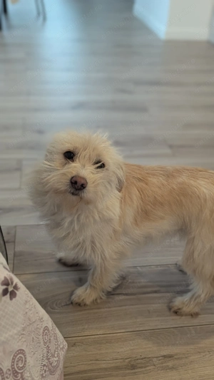 Mica - cățel alb de talie mică GRATIS  ADOPȚIE  - imagine 2