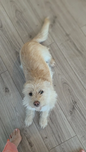 Mica - cățel alb de talie mică GRATIS  ADOPȚIE 