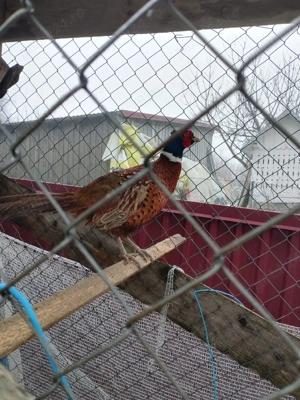 Vind păsări  - imagine 4