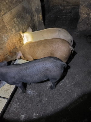 Purcei mari de vanzare - imagine 4