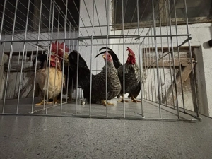 De vanzare gainuse chabo - imagine 2