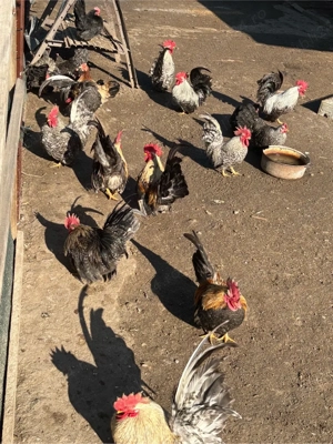 De vanzare gainuse chabo - imagine 5