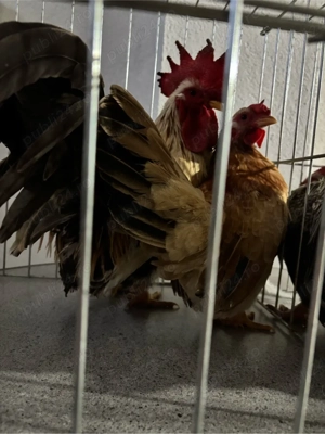 De vanzare gainuse chabo - imagine 4