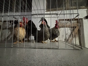 De vanzare gainuse chabo - imagine 3