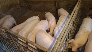 Vand porci crescuti natural - imagine 4