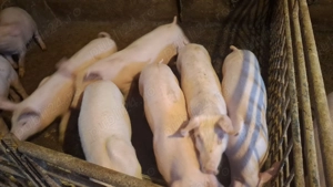 Vand porci crescuti natural - imagine 2