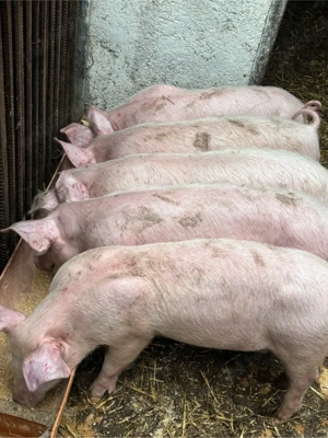 vând purcei șoldani