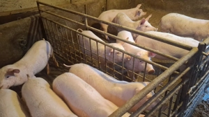 Vand porci crescuti natural - imagine 3