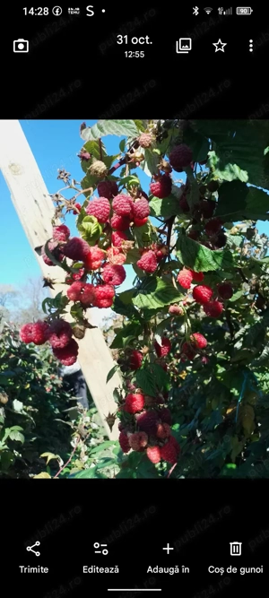 drojoni zmeură remontanta