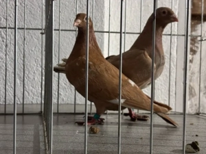 De vanzare voiajori albi si galbeni si o pereche de kingi  - imagine 2