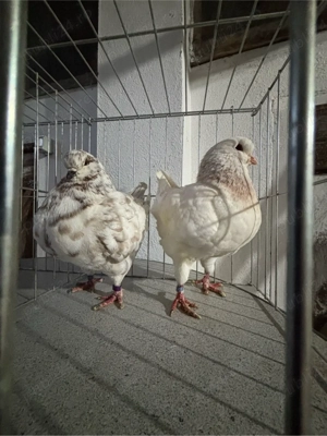 De vanzare voiajori albi si galbeni si o pereche de kingi  - imagine 4