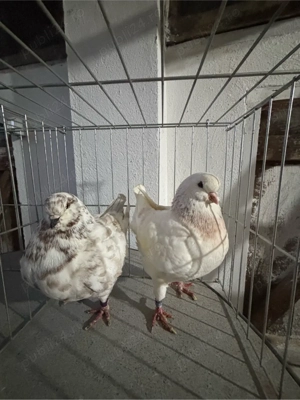 De vanzare voiajori albi si galbeni si o pereche de kingi  - imagine 3