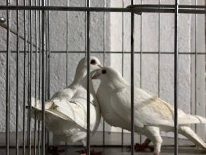 De vanzare voiajori albi si galbeni si o pereche de kingi 