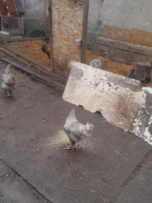 pereche Brachman albastru metizuri  - imagine 4