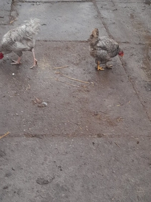 pereche Brachman albastru metizuri  - imagine 2