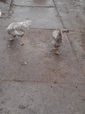 pereche Brachman albastru metizuri  - imagine 3