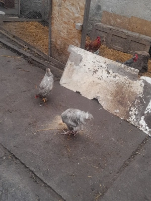 pereche Brachman albastru metizuri  - imagine 5