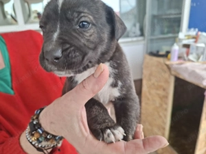 Dog argentinian  Amstaff - imagine 2