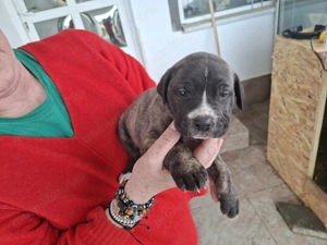 Dog argentinian  Amstaff - imagine 4