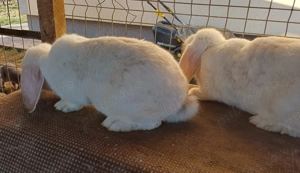 Iepuri berbec german 