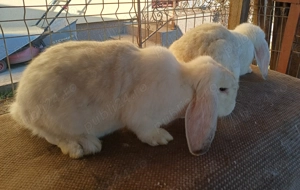 Iepuri berbec german  - imagine 5