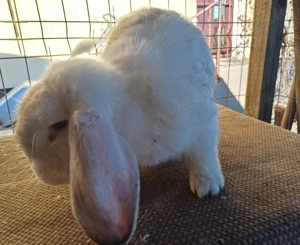 Iepuri berbec german  - imagine 3