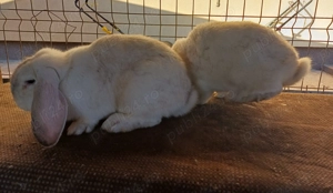 Iepuri berbec german  - imagine 2