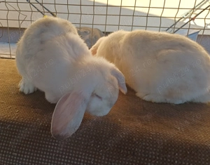 Iepuri berbec german  - imagine 4